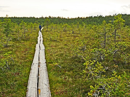 Wooden walkway in Lahemaa National Park, Estonia.