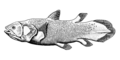 Coelacanthimorpha