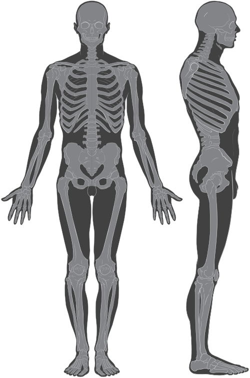 File:Skeleton whole body ant lat views.svg