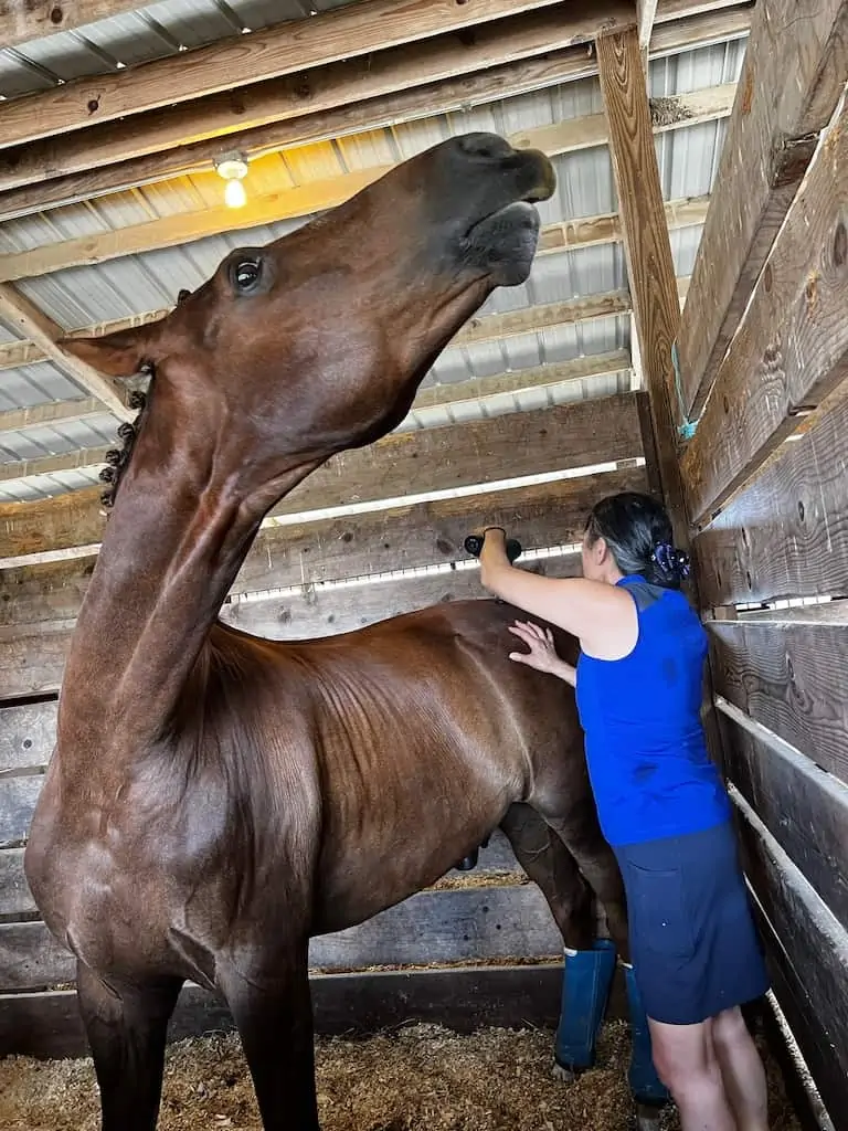 Best Massage Gun Brands of 2025 - These Brands You Can Rely On 22 B37 equine massage gun on horse