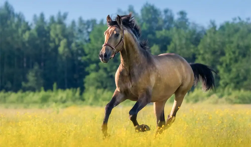 Equine Massager: Equine Owners' Feedback, Reviews and More! 3 equine massage therapy: healthy horse galloping