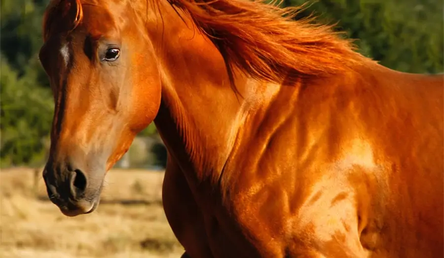 Equine Massager: Equine Owners' Feedback, Reviews and More! 4 equine massage therapy: healthy horse muscles