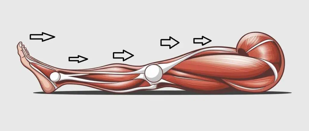 Complete Guide to Compression Therapy: What It Is and How It Benefits You 3 a 2d schematic of human Leg muscles showing the effect of compression therapy and the direction lymphatic fluid goes